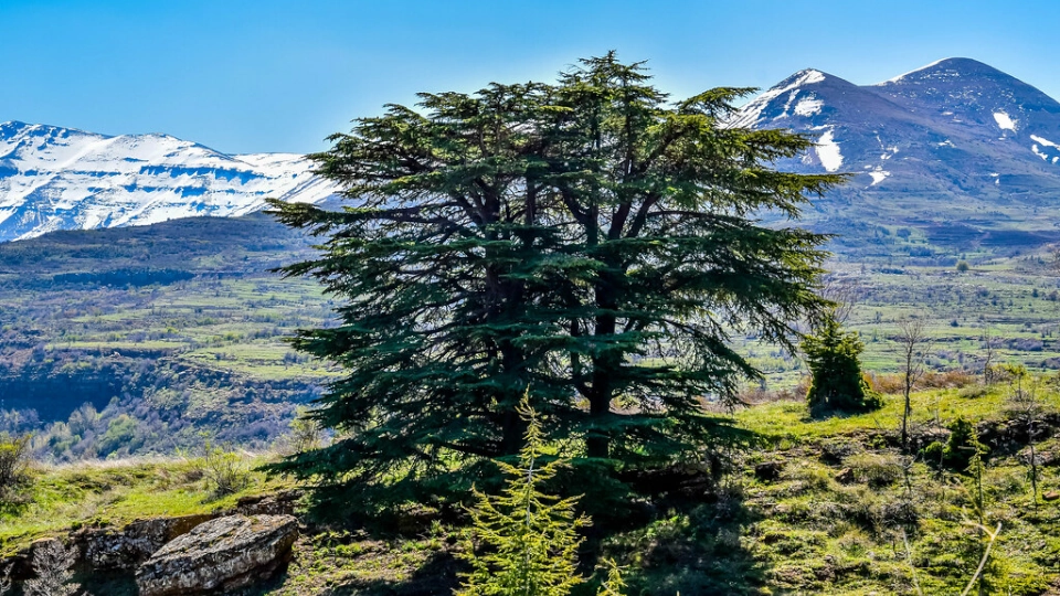 Foto della foresta dei cedri